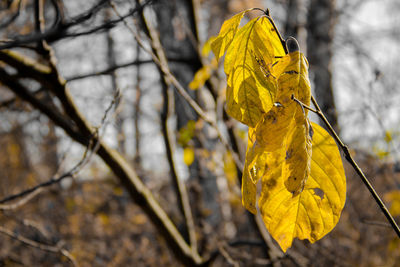 Close-up of dry leaves on plant