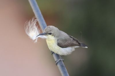 Close-up of bird perching on twig