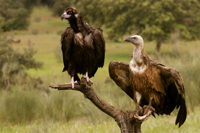 Birds perching on a field