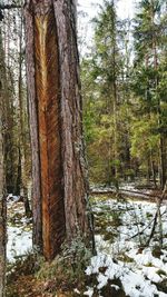 Trees in forest during winter