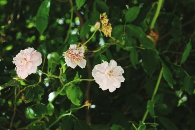 Close-up of flowering plant