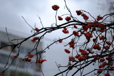 Low angle view of red berries on tree