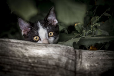 Portrait of cat on wood