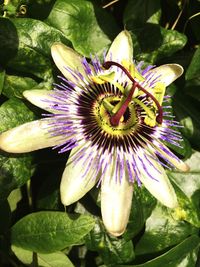 Close-up of purple flowers