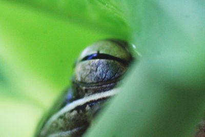 Close-up of insect