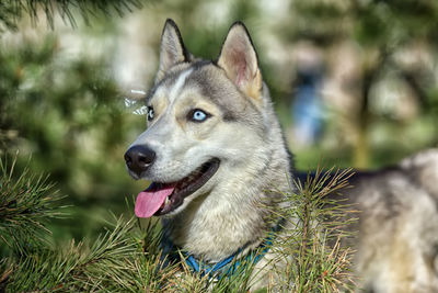 Close-up of dog looking away