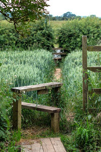 Bench on field by trees