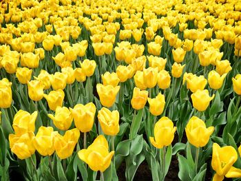 Close-up of yellow tulips blooming in field