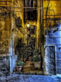 Potted plants outside building