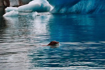 Duck swimming in sea