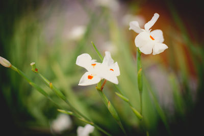 Close-up of white flower