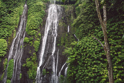 Low angle view of waterfall in forest