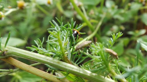 Close-up of insect on leaf