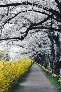 View of yellow cherry blossom from road