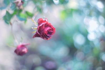 Close-up of rose against blurred background