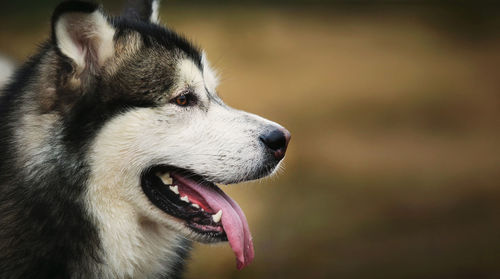 Close-up of a dog looking away