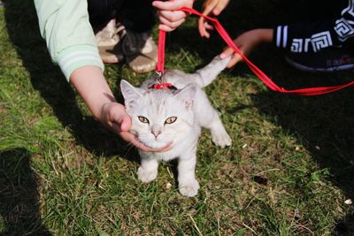 High angle view of cat