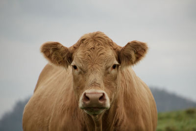 Portrait of cow on field against sky