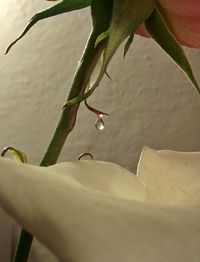 Close-up of water drops on flower