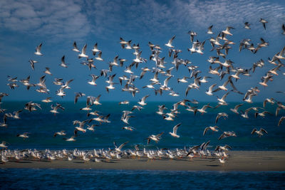 Flock of seagulls flying over sea