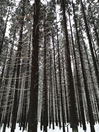 Low angle view of bamboo trees in forest during winter