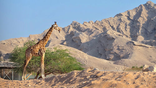 View of a desert