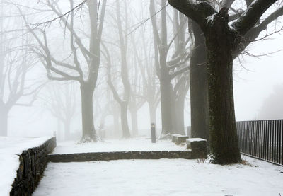 Trees in forest during winter