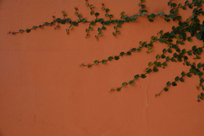 View of birds on orange wall