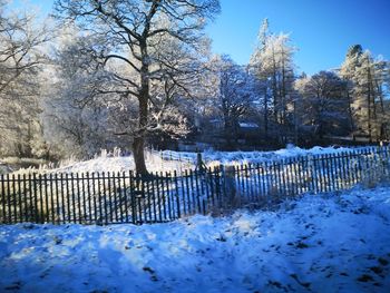 Trees on snow covered field against sky