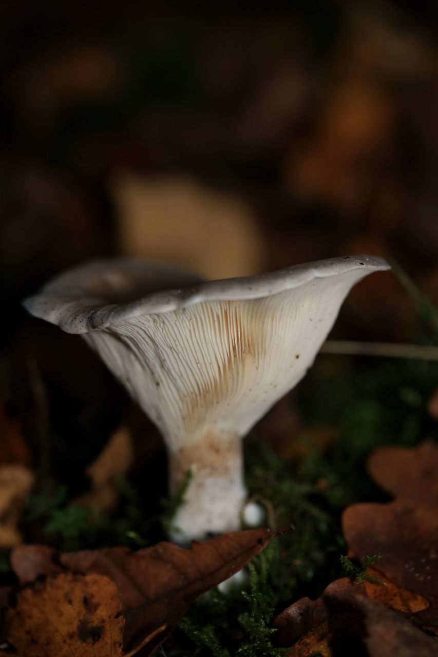 CLOSE-UP OF WHITE MUSHROOMS ON FIELD