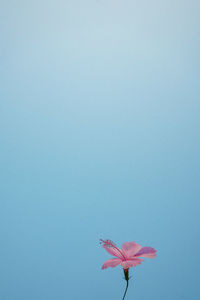 Close-up of pink flower against blue sky