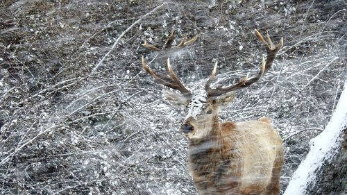 Close-up of deer in snow