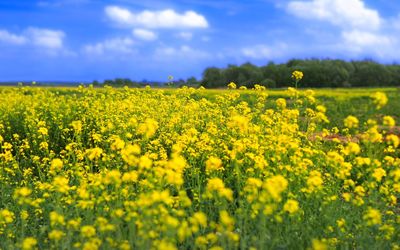 Scenic view of oilseed rape field against sky