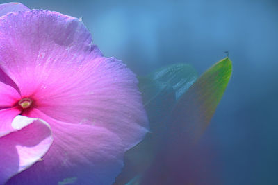 Close-up of pink rose flower