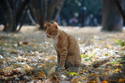 Cat looking away on field