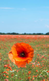 Close-up of orange poppy flower on field