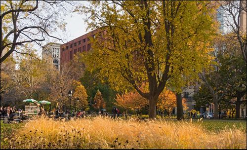 Trees in autumn