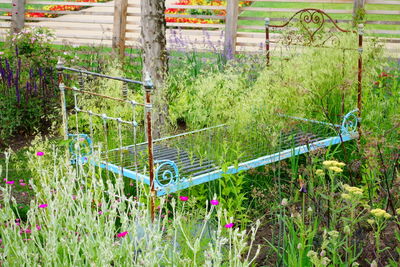 Plants growing in a garden