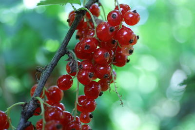 Close-up of red berries growing on plant