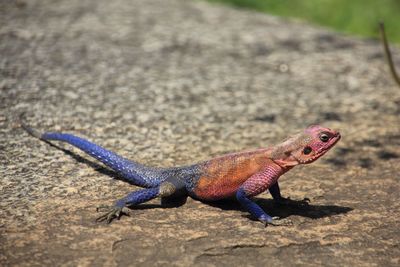 Close-up of lizard