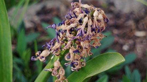 Close-up of wilted flowering plant