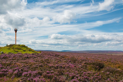 Purple flowers growing on landscape against sky