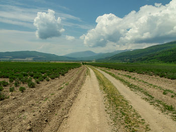 Dirt road amidst agricultural field against sky