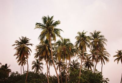 Low angle view of palm trees against clear sky