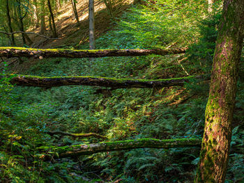 Trees growing in forest