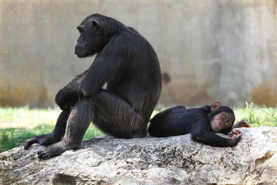 Monkey and infant on rock in forest