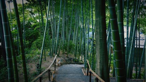 Bamboo trees in forest