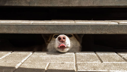 Close-up of a cat yawning
