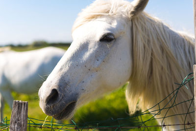 Close-up of white horse on field against sky