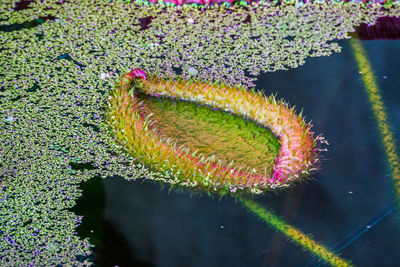 Close-up of insect on flower